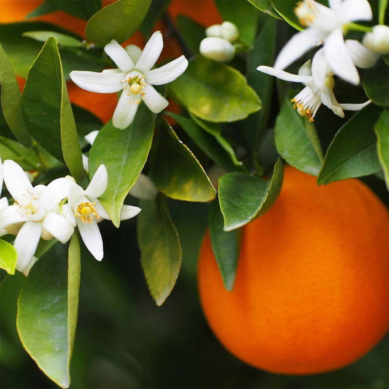 Parfum Homme Essence 30% - 30 Ml – Image 3