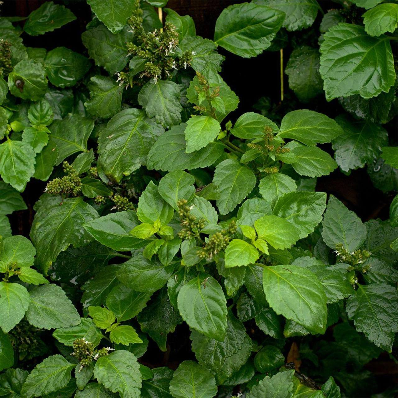 Parfum Homme Essence 30% - 30 Ml – Image 2